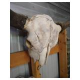 Bison Skull With Horns