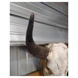 Bison Skull With Horns