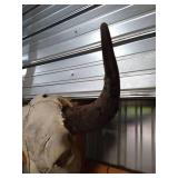 Bison Skull With Horns
