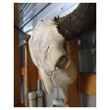 Bison Skull With Horns
