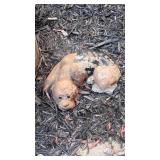 7 Decorative Garden statues