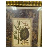 Pair of Botanical Framed Art Prints by Collective Images 30x23 Inches Pair of Botanical Framed Art Prints by Collective Images 30x23 Inches