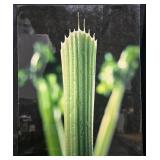 Framed Water Lily Photograph and Unframed Botanical Art Prints Collection Framed Water Lily Photograph and Unframed Botanical Art Prints Collection