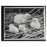 Collection of Wildlife Art Prints and Framed Hawk Photograph, 23x19 Inches Collection of Wildlife Art Prints and Framed Hawk Photograph, 23x19 Inches