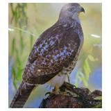 Collection of Wildlife Art Prints and Framed Hawk Photograph, 23x19 Inches Collection of Wildlife Art Prints and Framed Hawk Photograph, 23x19 Inches