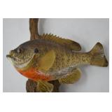 Taxidermy Bluegill Mount on Driftwood - Approx. 10 Inches Taxidermy Bluegill Mount on Driftwood - Approx. 10 Inches