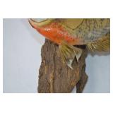 Taxidermy Bluegill Mount on Driftwood - Approx. 10 Inches Taxidermy Bluegill Mount on Driftwood - Approx. 10 Inches