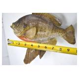 Taxidermy Bluegill Mount on Driftwood - Approx. 10 Inches Taxidermy Bluegill Mount on Driftwood - Approx. 10 Inches