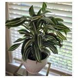 Dracaena Live Plant