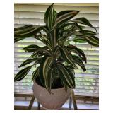 Dracaena Live Plant