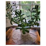 Live Jade Plant Looking for New Window
