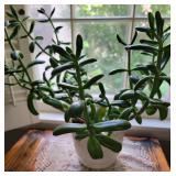Live Jade Plant Looking for New Window