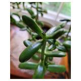 Live Jade Plant Looking for New Window