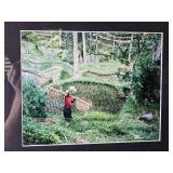 Vibrant Fine Art Photography Print - Working Rice Paddies