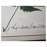 Stunning Modern Fine Art Botanical Print - M. & R. Gougstreet - Aspidiem Simulatum