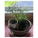 Adorable Live Succulent Centerpiece Planter