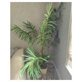 Lucious Areca Palm Plant