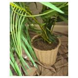 Lucious Areca Palm Plant