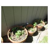 Variety of Outdoor Planters – Plastic & Terra Cotta