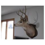 8-Point Buck Taxidermy Stuffed and ...