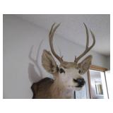 8-Point Buck Taxidermy Stuffed and ...