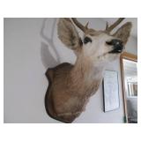 8-Point Buck Taxidermy Stuffed and ...