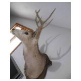 8-Point Buck Taxidermy Stuffed and ...