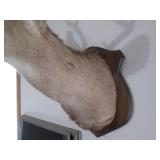 8-Point Buck Taxidermy Stuffed and ...