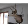 8-Point Buck Taxidermy Stuffed and ...