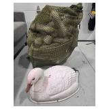24 Snow Goose Shells