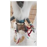 White Wolf Kachina, 2009 by Eagle Wolf White Wolf Kachina, 2009 by Eagle Wolf