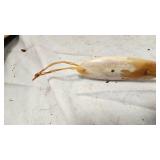 Bone Silver Minnow Style Lure out of bone-Great Condition Bone Silver Minnow Style Lure out of bone-Great Condition