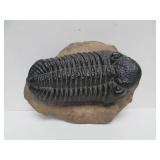 Great Collection of Ancient Egyptian Stone Sculptures by Indigenous Art Company