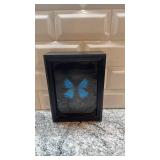 6x8 Framed Blue Morpho Butterfly by Josh Hyder Designs