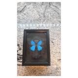 6x8 Framed Blue Morpho Butterfly by Josh Hyder Designs