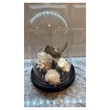 Taxidermy Hummingbird in Glass Dome with Coral Display 8.5 x 6 in