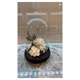 Taxidermy Hummingbird in Glass Dome with Coral Display 8.5 x 6 in