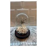 Taxidermy Hummingbird in Glass Dome with Coral Display 8.5 x 6 in
