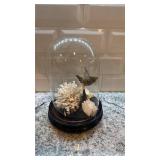 Taxidermy Hummingbird in Glass Dome with Coral Display 8.5 x 6 in