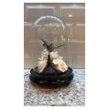 Taxidermy Hummingbird in Glass Dome with Coral Display 8.5 x 6 in