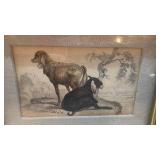 Pair of 8x6 Framed Vintage Animal Etchings