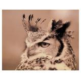 Large Framed Great Horned Owl Photo Print Large Framed Great Horned Owl Photo Print