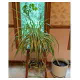 Pair of Potted House Plants Pair of Potted House Plants