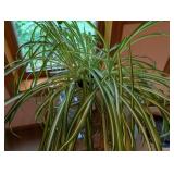Pair of Potted House Plants Pair of Potted House Plants