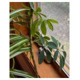 Pair of Potted House Plants Pair of Potted House Plants