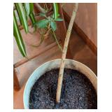 Pair of Potted House Plants Pair of Potted House Plants