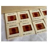 Minnesota Twins 1978 Photo Slide Lot