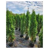 Emerald Green Arborvitae 5 Emerald Green Arborvitae 5