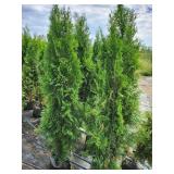 Emerald Green Arborvitae 5 Emerald Green Arborvitae 5