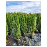 Emerald Green Arborvitae 5 Emerald Green Arborvitae 5